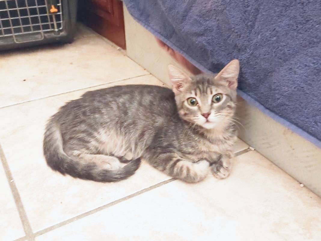 Adotta un gatto, taglia non valida, femmina, Cremona