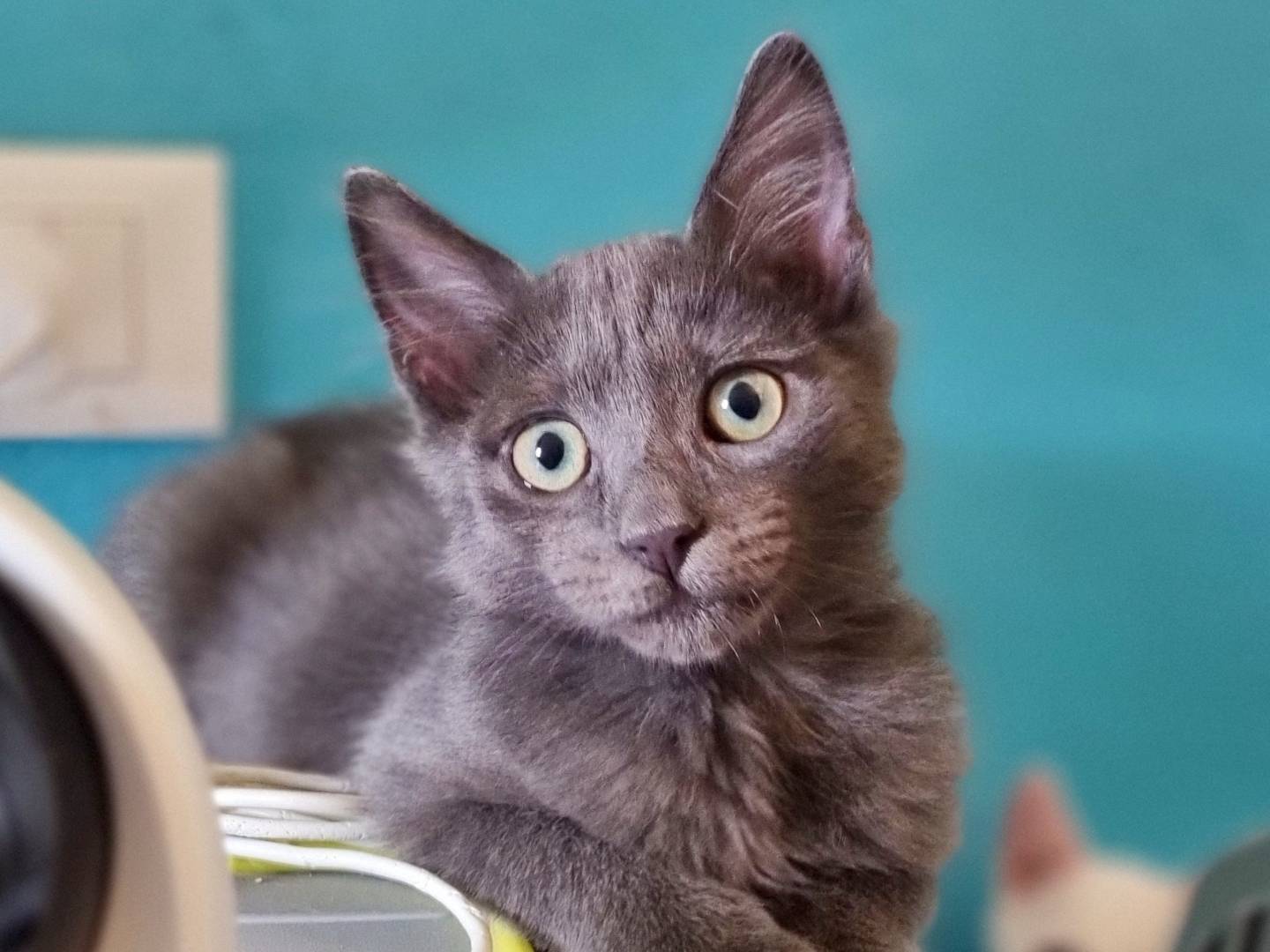 Adozione gatto, maschio, Razza sconosciuta Razza sconosciuta, 2 mesi, taglia non valida, Cremona