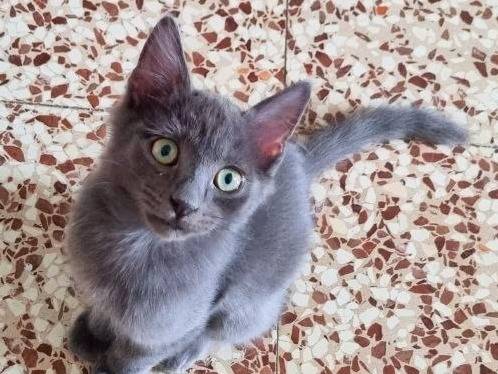 Adotta un gatto, maschio, 2 mesi, Cremona