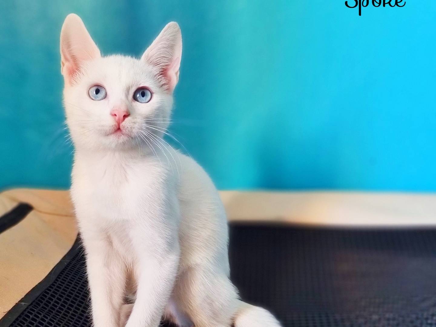 Adozione gatto, maschio, Razza sconosciuta Razza sconosciuta, Età non disponibile, taglia non valida, Cremona