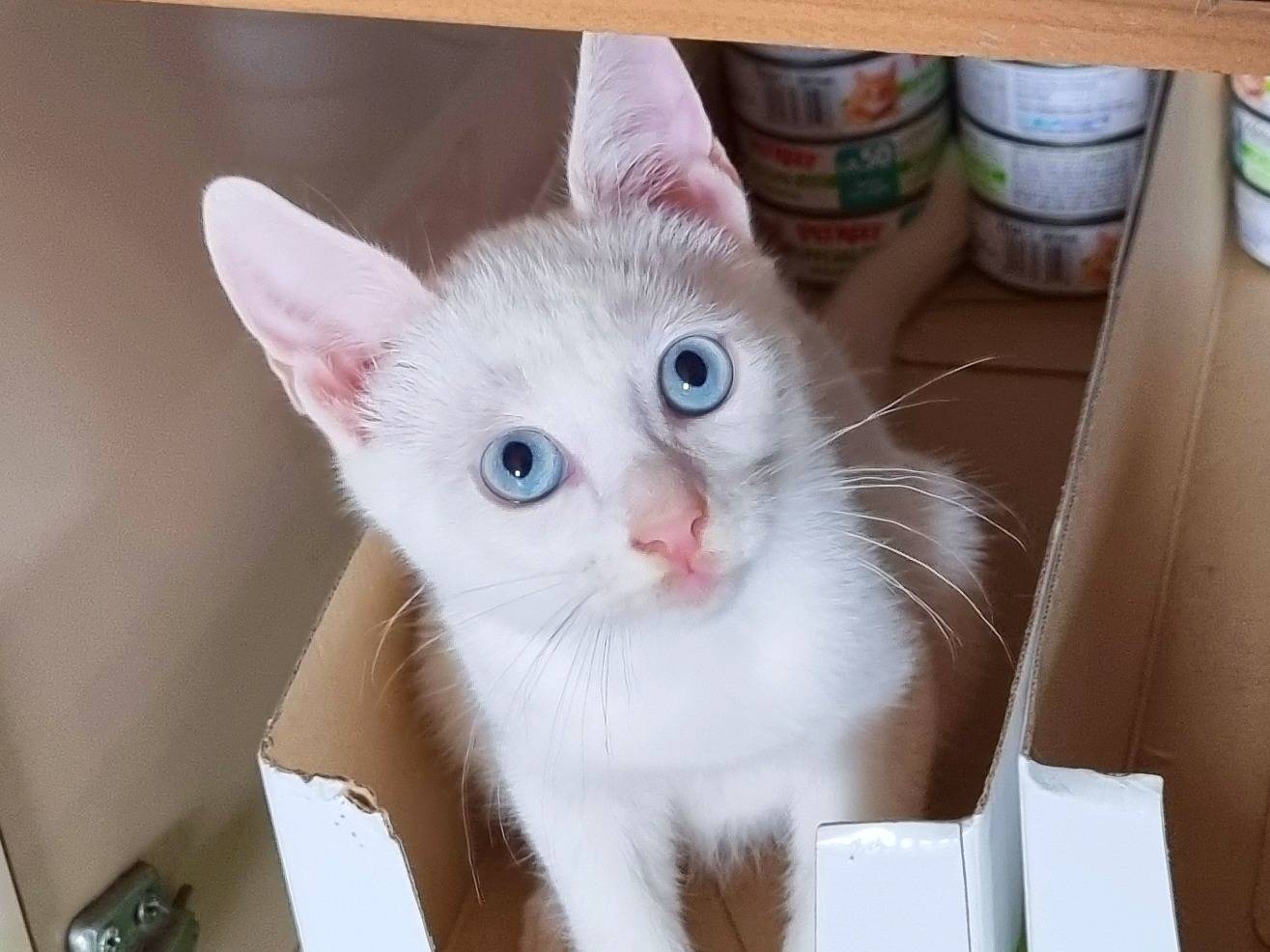 Adotta un gatto, maschio, Età non disponibile, Cremona