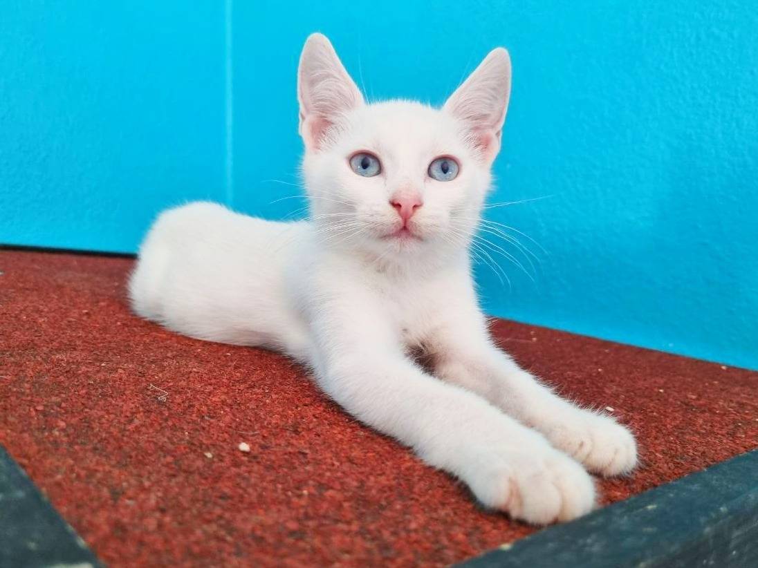 Adotta un gatto, taglia non valida, maschio, Cremona