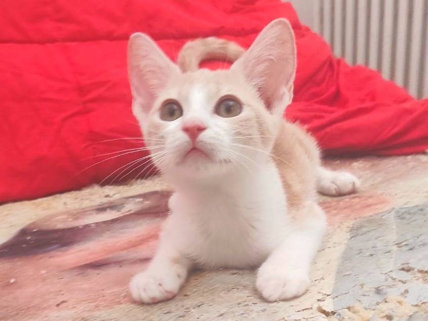 Adozione gatto, maschio, Razza sconosciuta Razza sconosciuta, 2 mesi, taglia non valida, Cremona