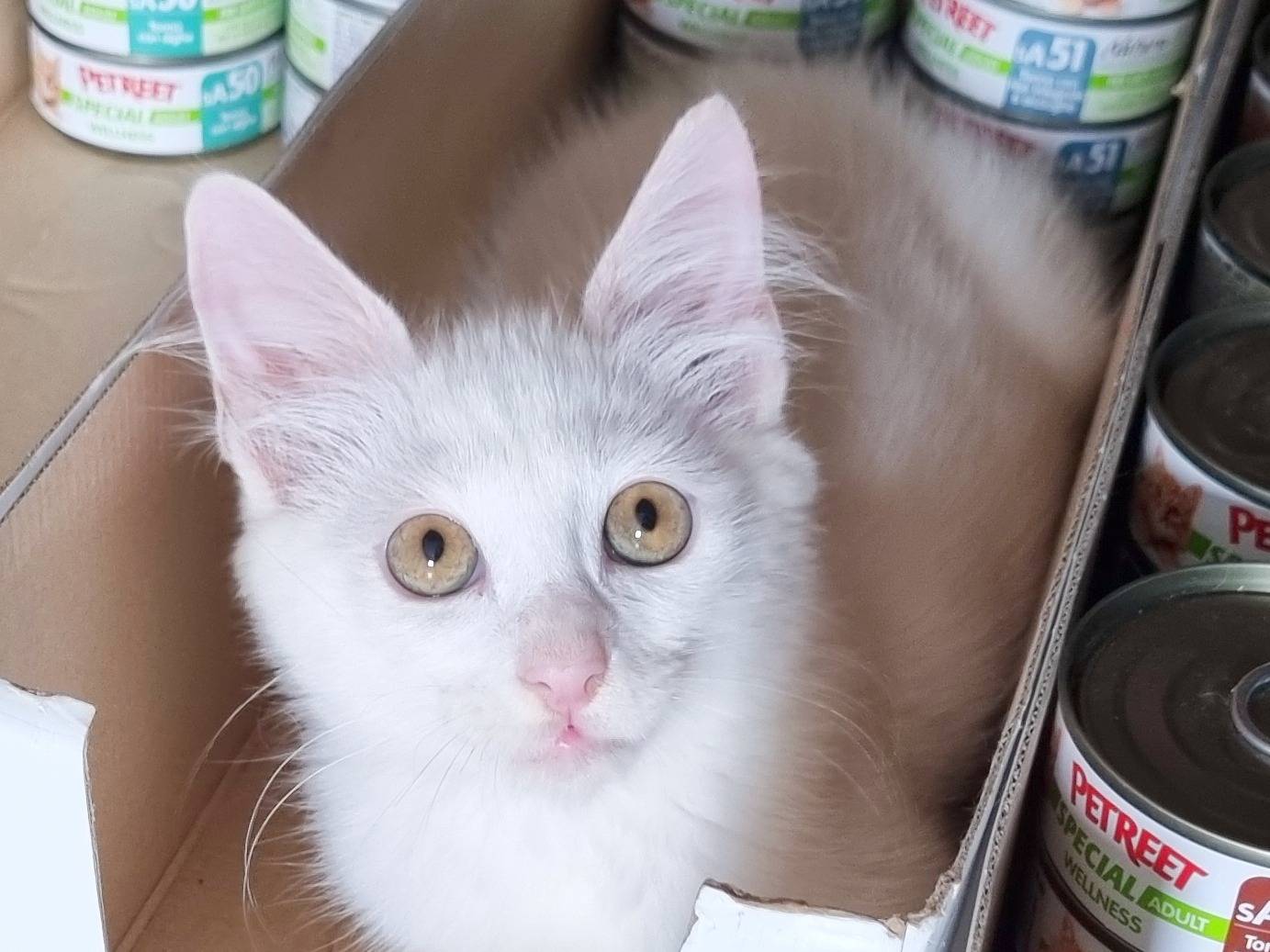 Adozione gatto, maschio, Razza sconosciuta Razza sconosciuta, 2 settimane, taglia non valida, Cremona