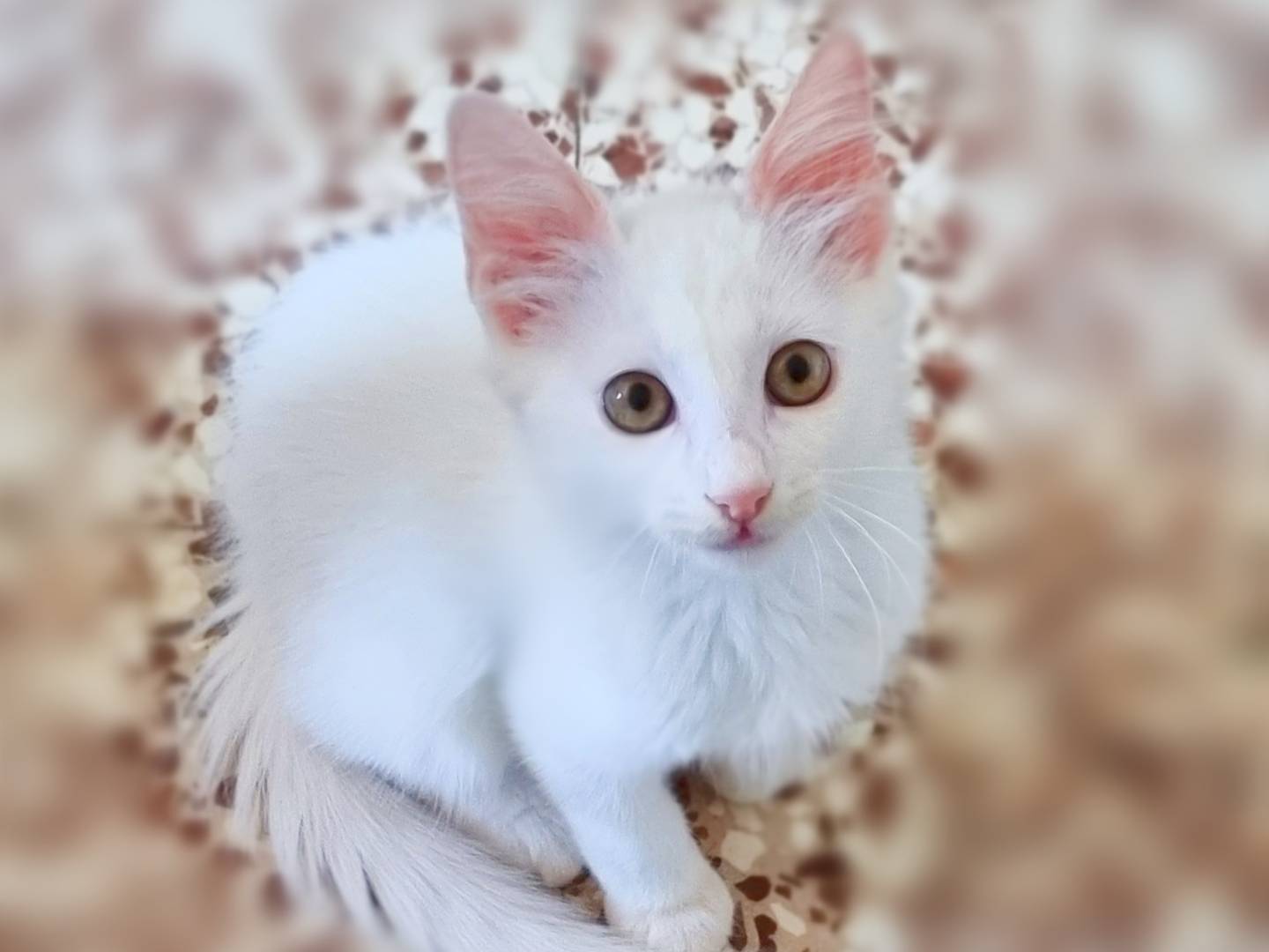 Adotta un gatto, taglia non valida, maschio, Cremona