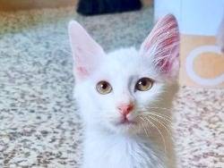 Adotta un gatto, maschio, 2 settimane, Cremona