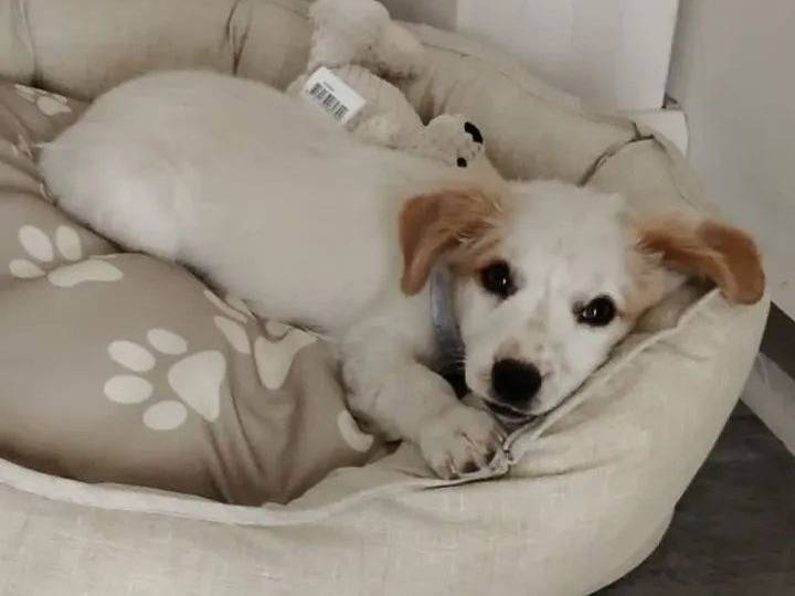 Adozione cane, femmina, Razza sconosciuta Razza sconosciuta, 2 mesi, taglia media, Milano