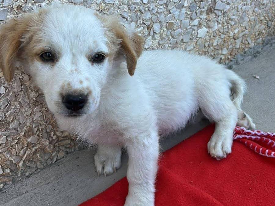 Adotta un cane, femmina, 2 mesi, Milano