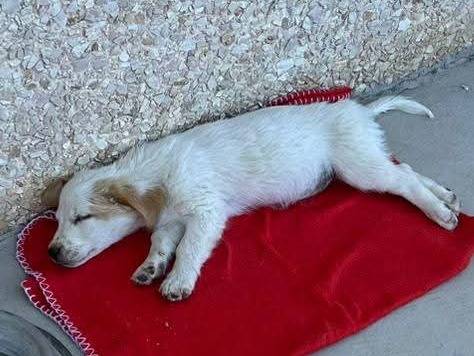 Adotta un cane, taglia media, femmina, Milano
