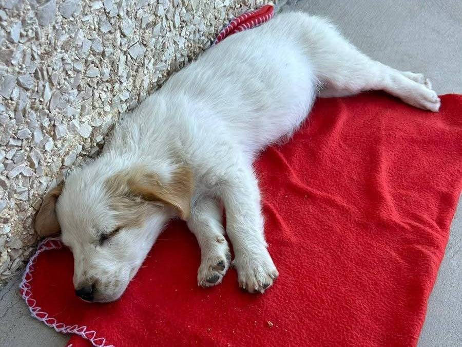 Adotta il cane Ginger a Milano