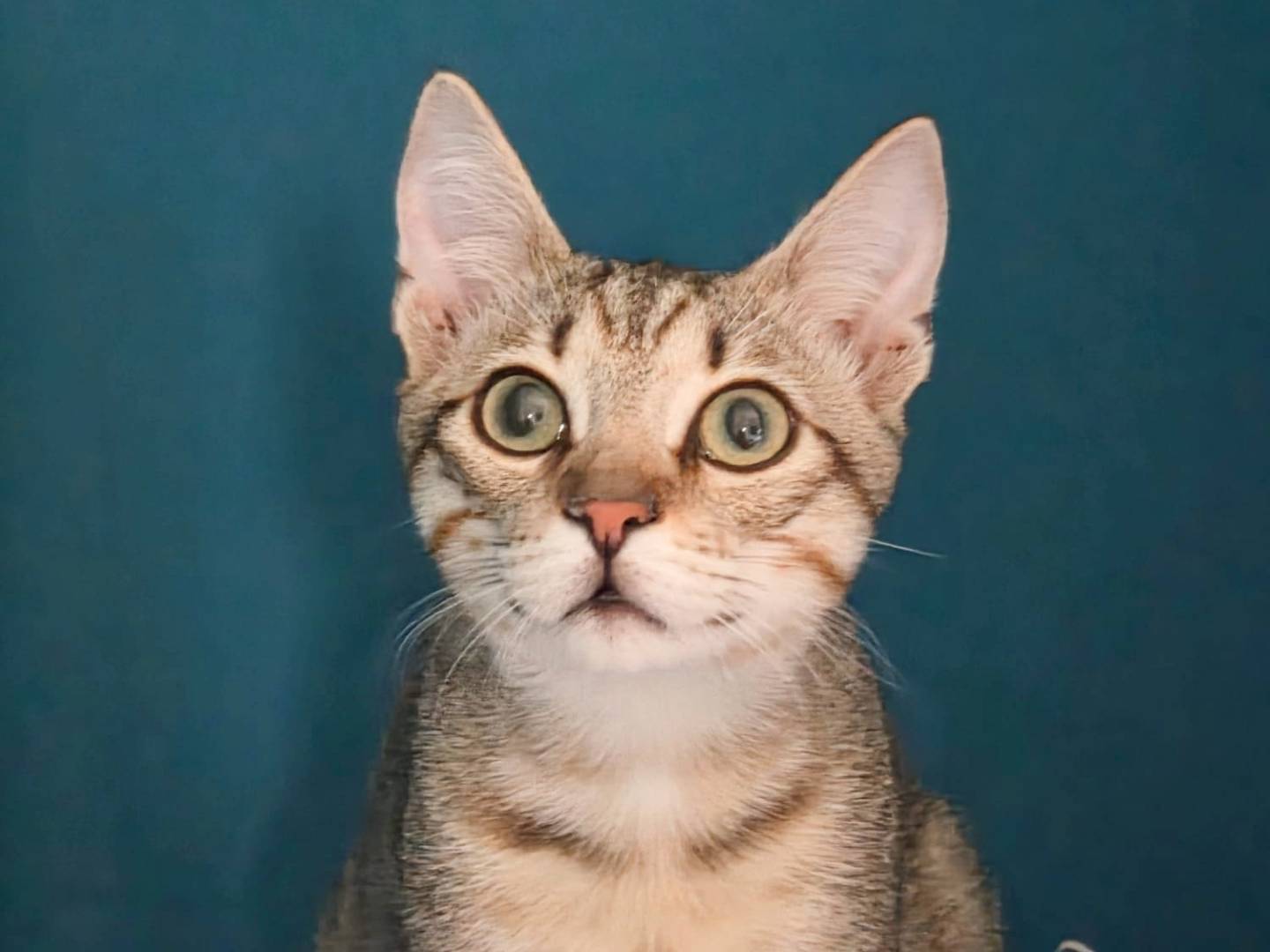 Vuoi adottare un gatto a Cremona?
