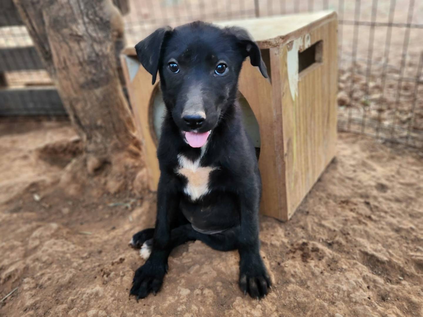 Adozione cane, femmina, Razza sconosciuta Razza sconosciuta, 2 mesi, taglia media, Cosenza