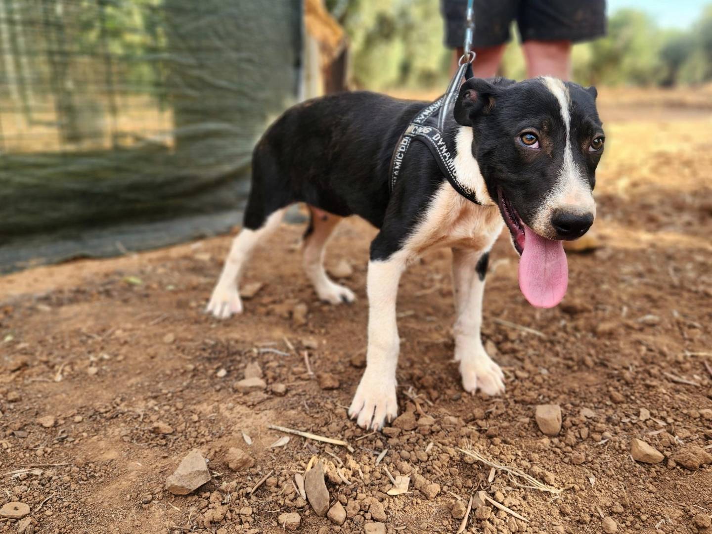 Adotta un cane, taglia media, femmina, Cosenza