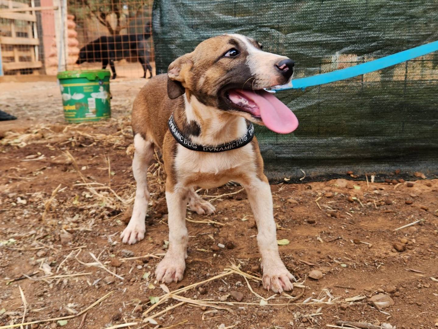 Vuoi adottare un cane a Cosenza?