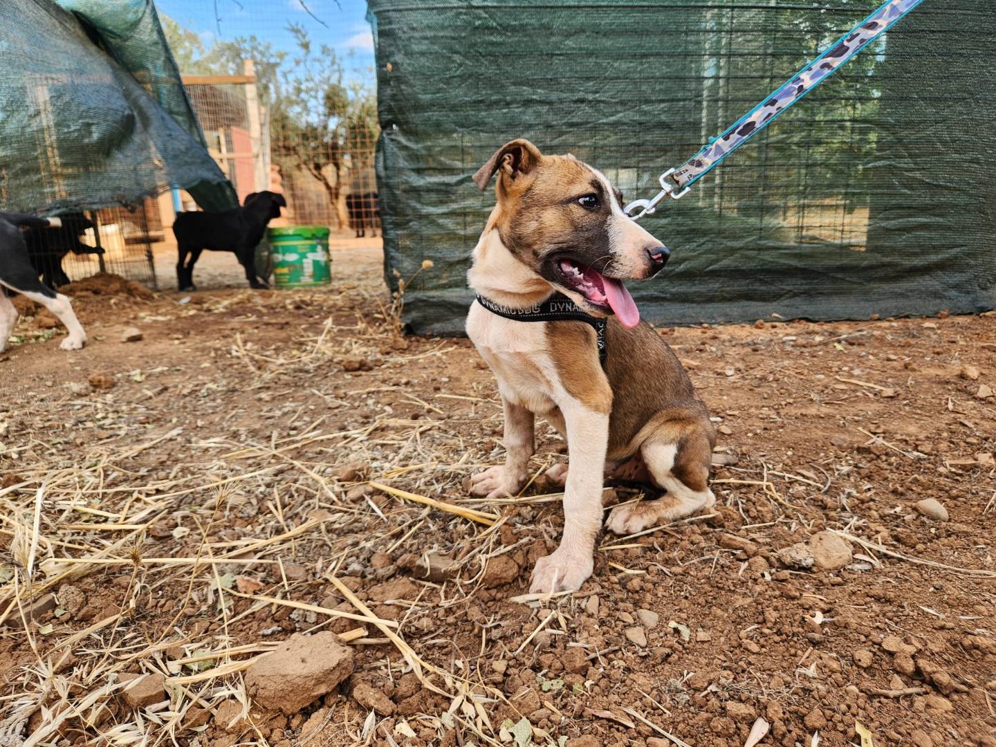 Adotta il cane Fiona  Drago e Fiona a Cosenza