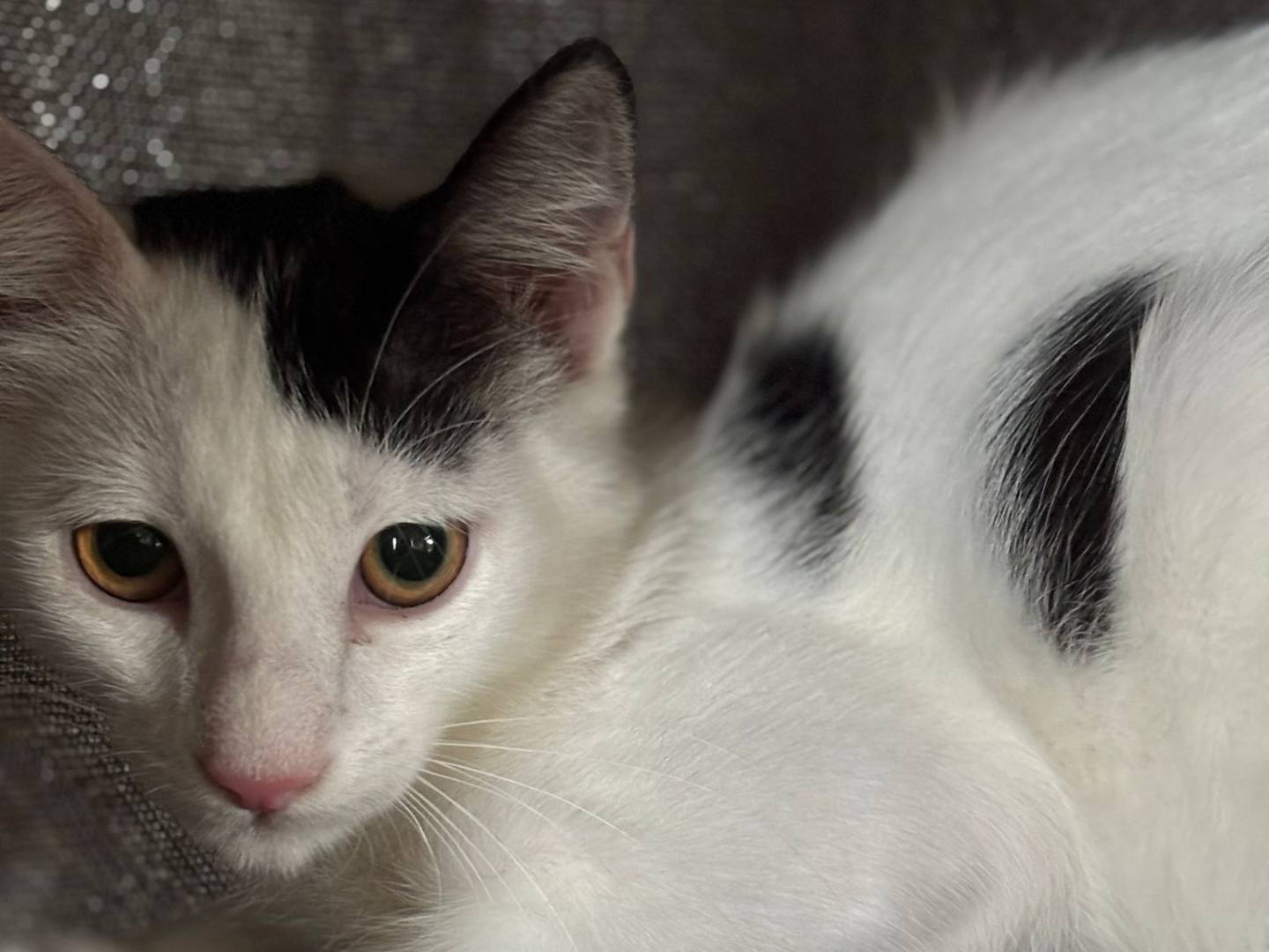 Adozione gatto, maschio, Razza sconosciuta Razza sconosciuta, 3 mesi, taglia non valida, Pisa