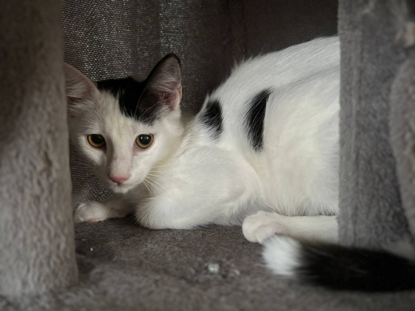 Adotta un gatto, maschio, 3 mesi, Pisa