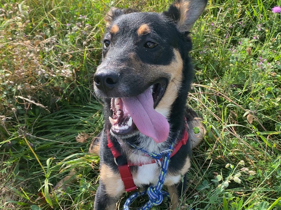 Adotta un cane, maschio, 7 mesi, Varese