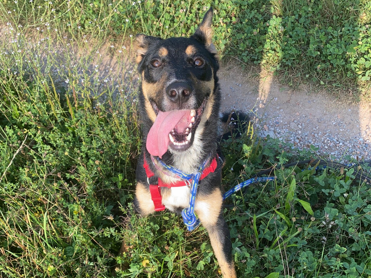 Vuoi adottare un cane a Varese?