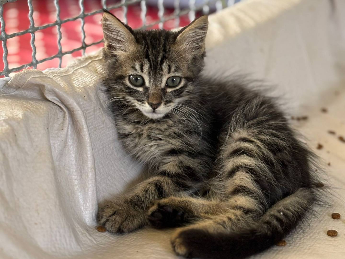 Adozione gatto, maschio, Razza sconosciuta Razza sconosciuta, 3 mesi, taglia non valida, Pisa