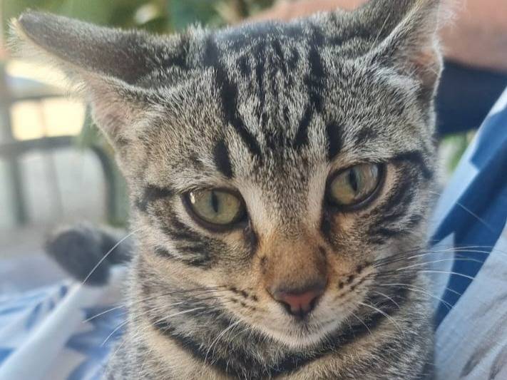 Adozione gatto, femmina, Razza sconosciuta Razza sconosciuta, 3 mesi, taglia non valida, Latina