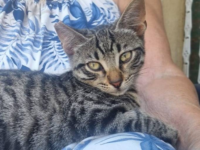 Adotta un gatto, femmina, 3 mesi, Latina