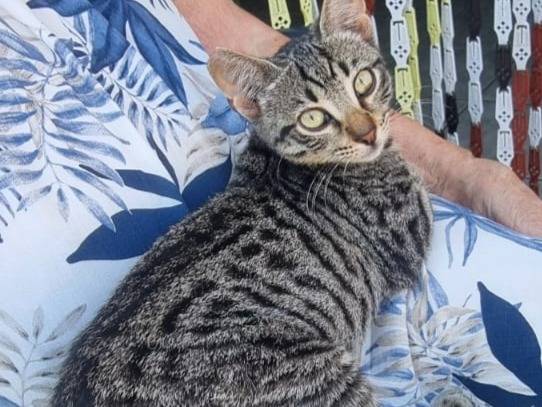 Adotta un gatto, taglia non valida, femmina, Latina