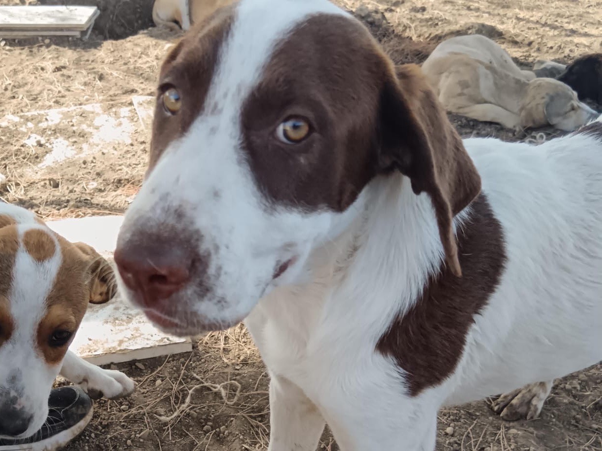 Adozione cane, maschio, Segugio Razza sconosciuta, 3 mesi, taglia media, Palermo