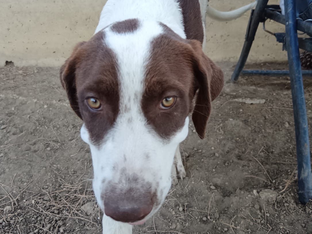 Adotta un cane, maschio, 3 mesi, Palermo