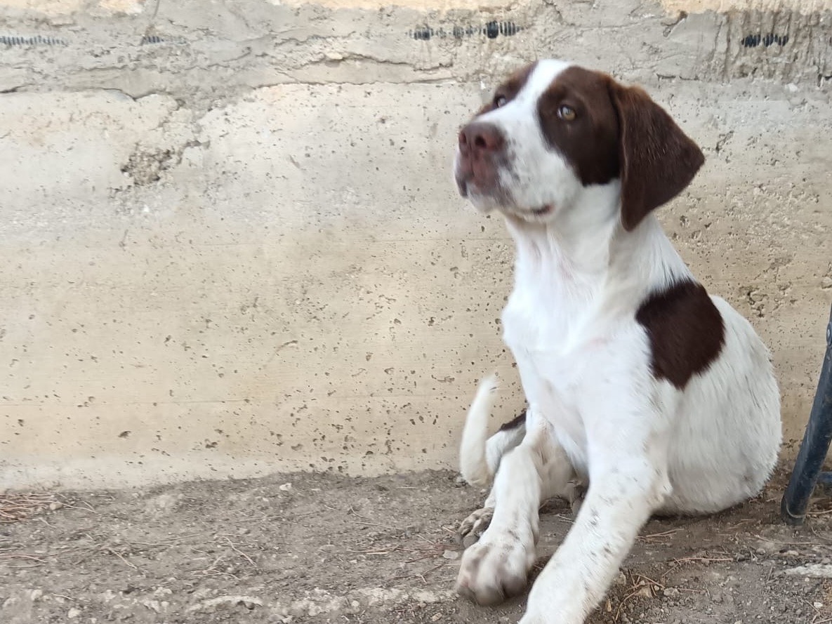 Adotta un cane, taglia media, maschio, Palermo