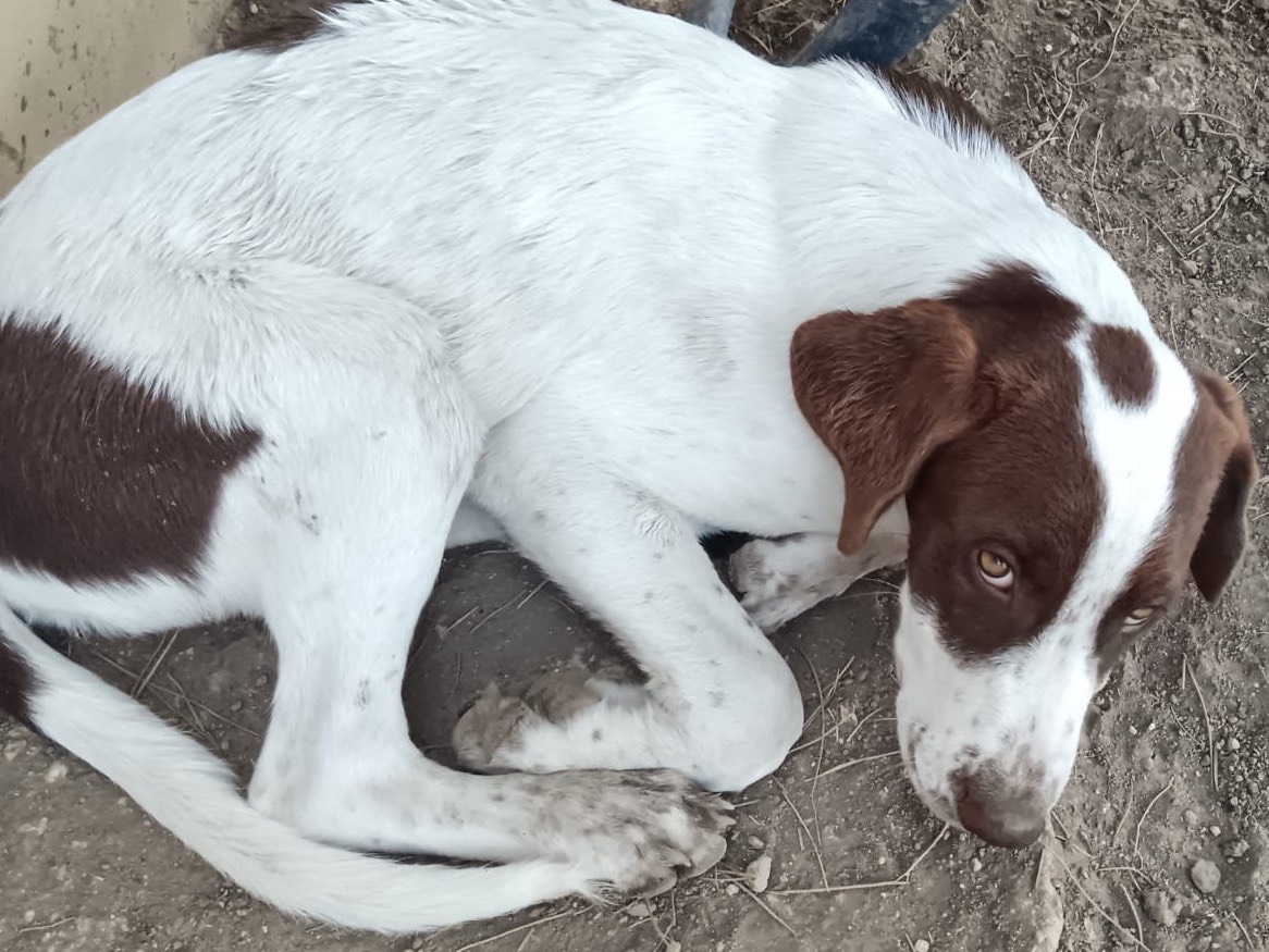 Vuoi adottare un cane a Palermo?
