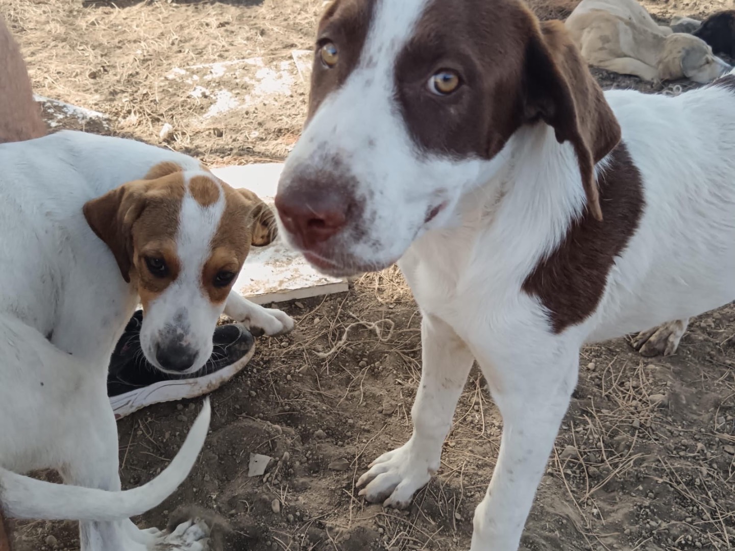Adotta il cane Nathan a Palermo