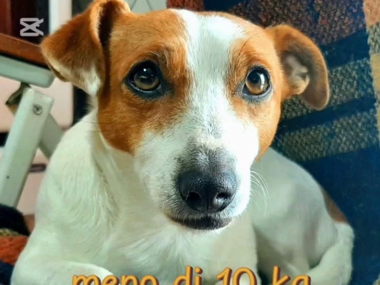 Foto 1 dell'animale