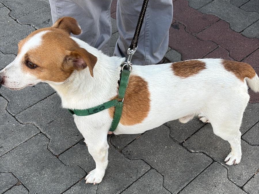 Vuoi adottare un cane a Bergamo?