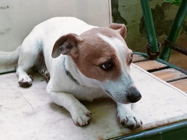 Adotta il cane Leo a Bergamo
