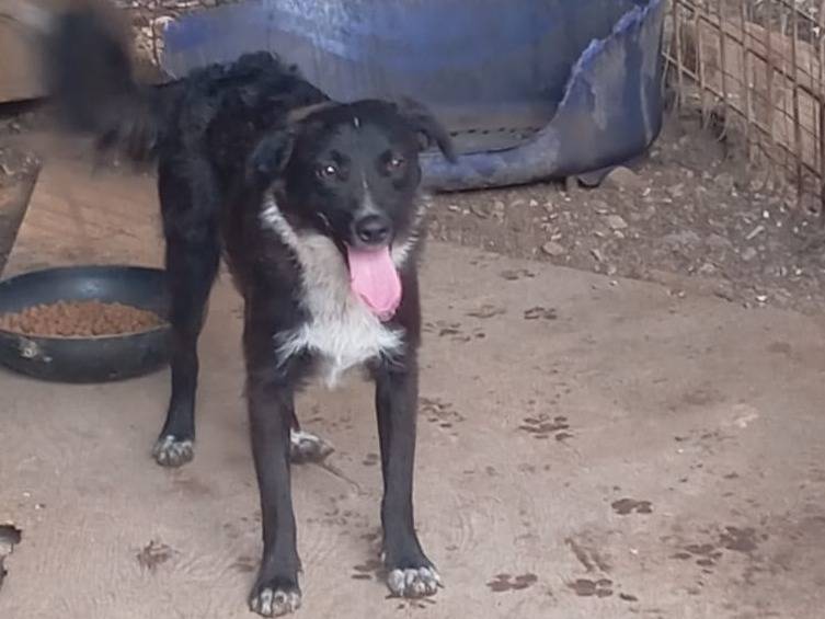 Adotta il cane LEX a Como