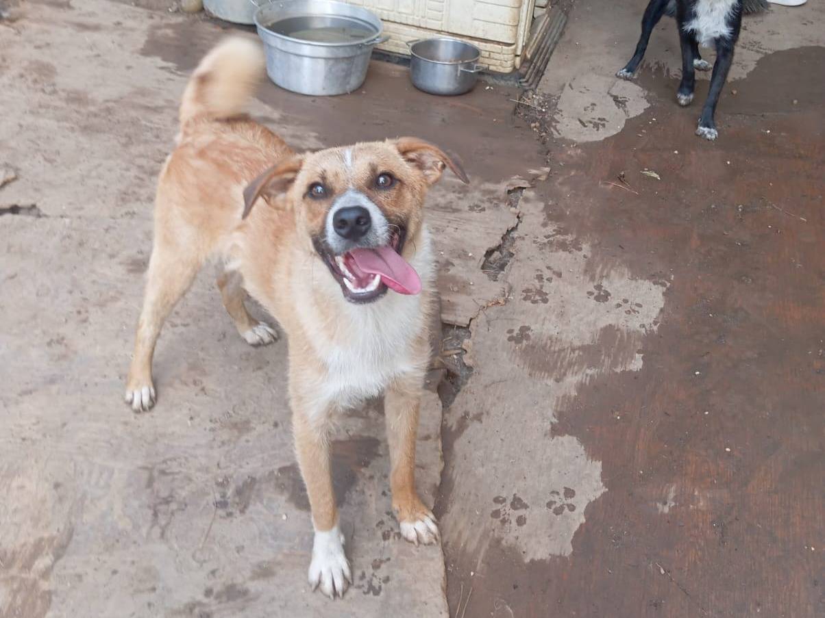 Vuoi adottare un cane a Como?