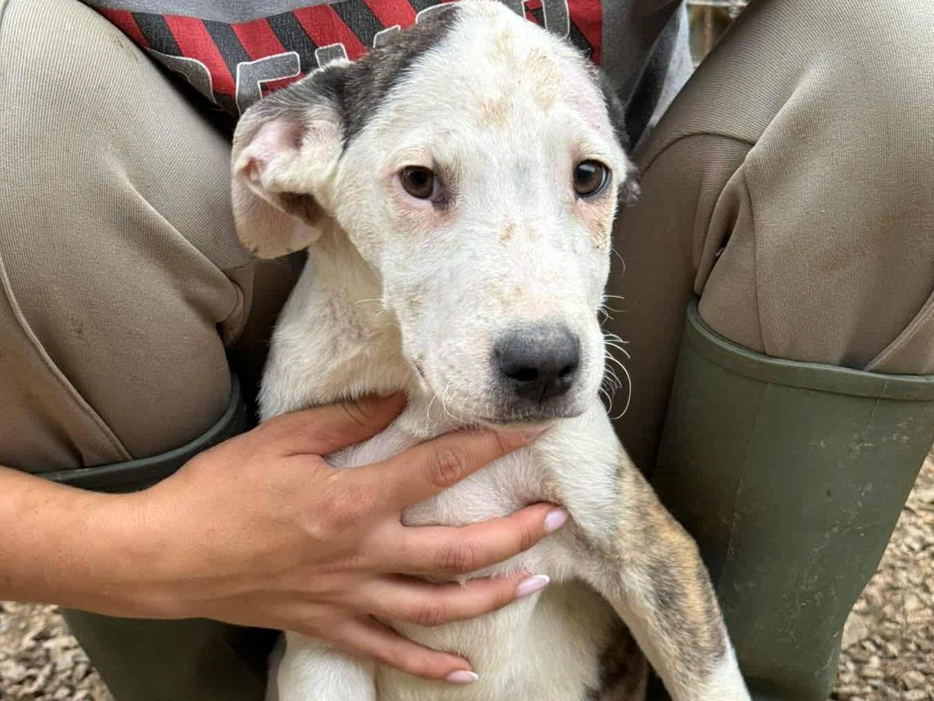 Adozione cane, maschio, Pitbull Razza sconosciuta, 1 mesi, taglia media, Firenze
