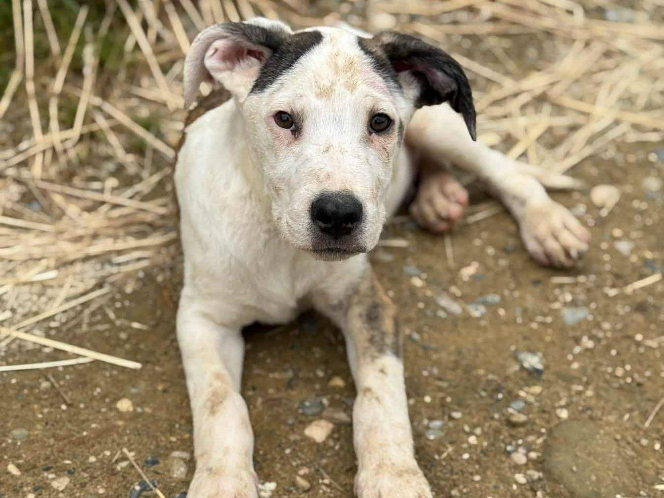 Adotta un cane, maschio, 1 mesi, Firenze