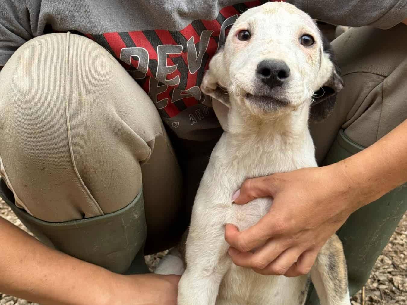 Adotta un cane, taglia media, maschio, Firenze