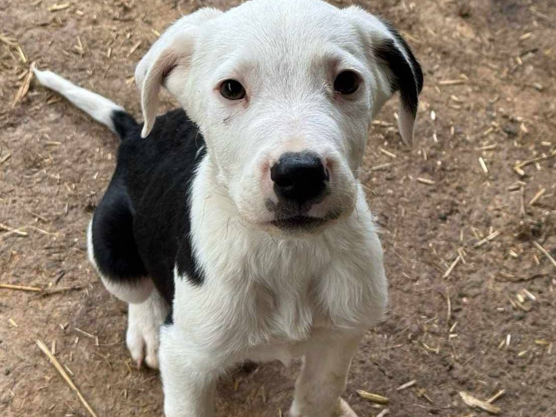 Vuoi adottare un cane a Firenze?