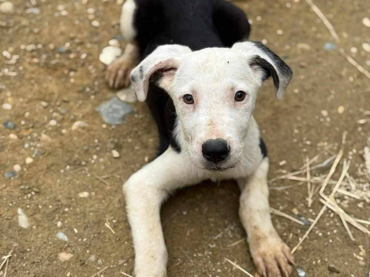 Adotta il cane ALFA e ROCK a Firenze