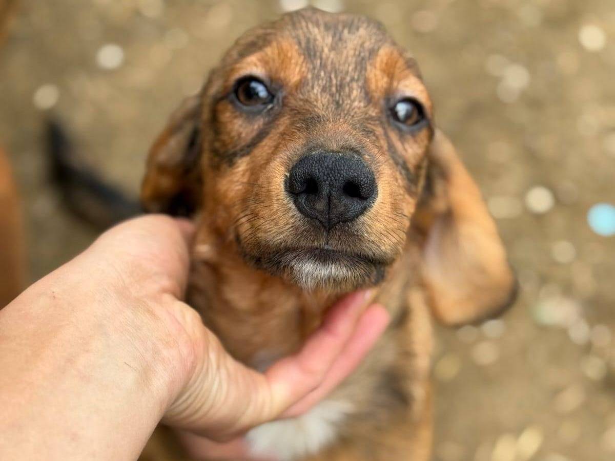 Adozione cane, maschio, Segugio Razza sconosciuta, 1 mesi, taglia media contenuta, Firenze
