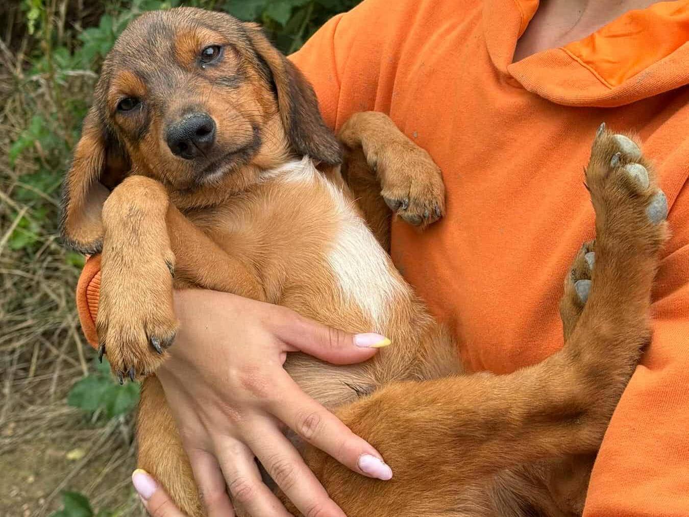 Adotta un cane, maschio, 1 mesi, Firenze