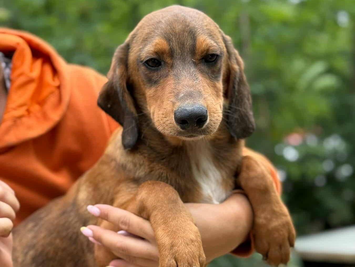 Adotta un cane, taglia media contenuta, maschio, Firenze