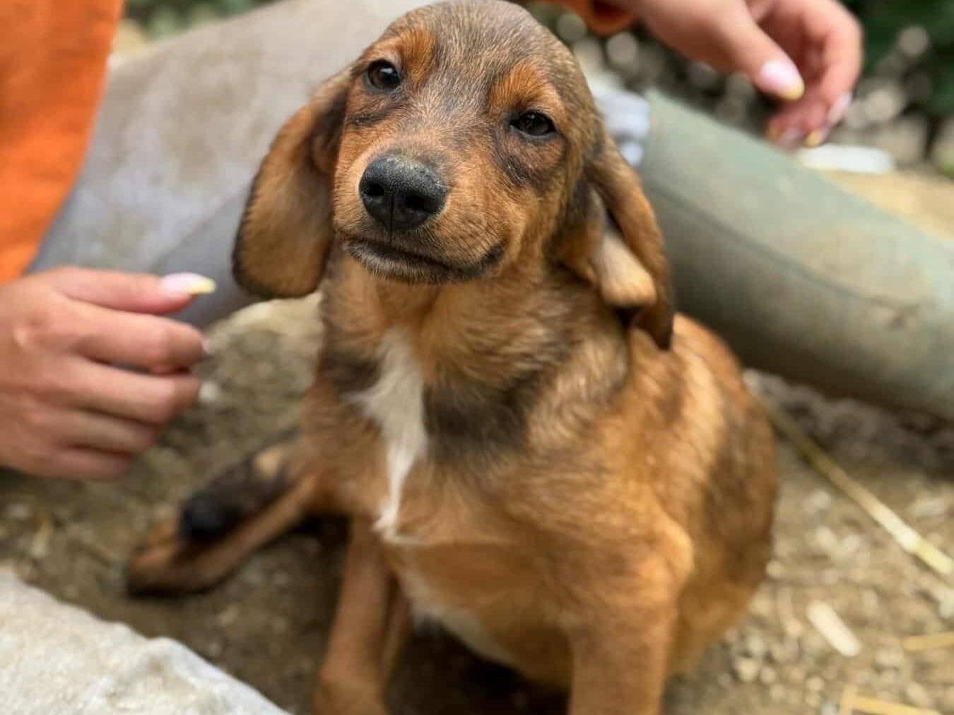 Vuoi adottare un cane a Firenze?