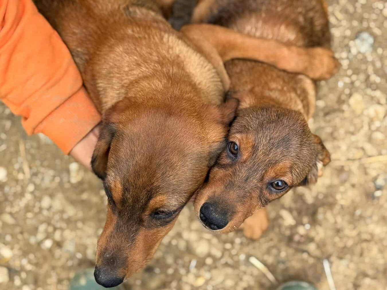 Adotta il cane LEO e MICKY a Firenze