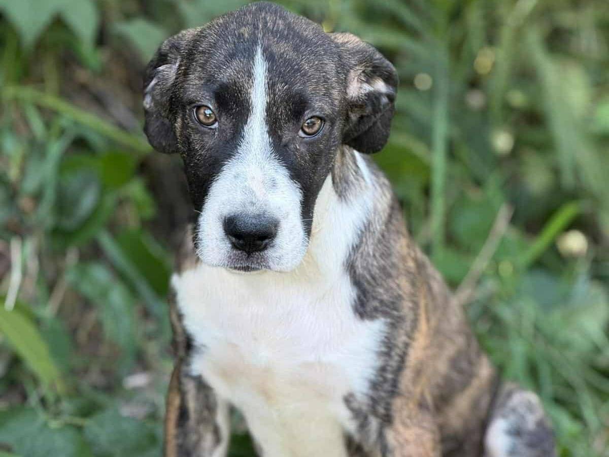 Adozione cane, femmina, Dogo Argentino Razza sconosciuta, 3 mesi, taglia grande, Firenze