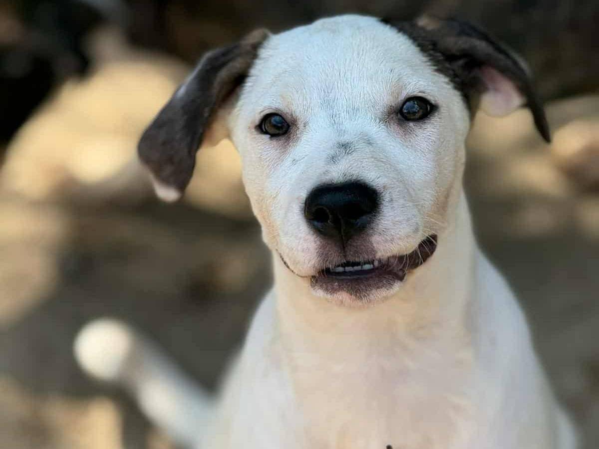 Adotta un cane, femmina, 3 mesi, Firenze