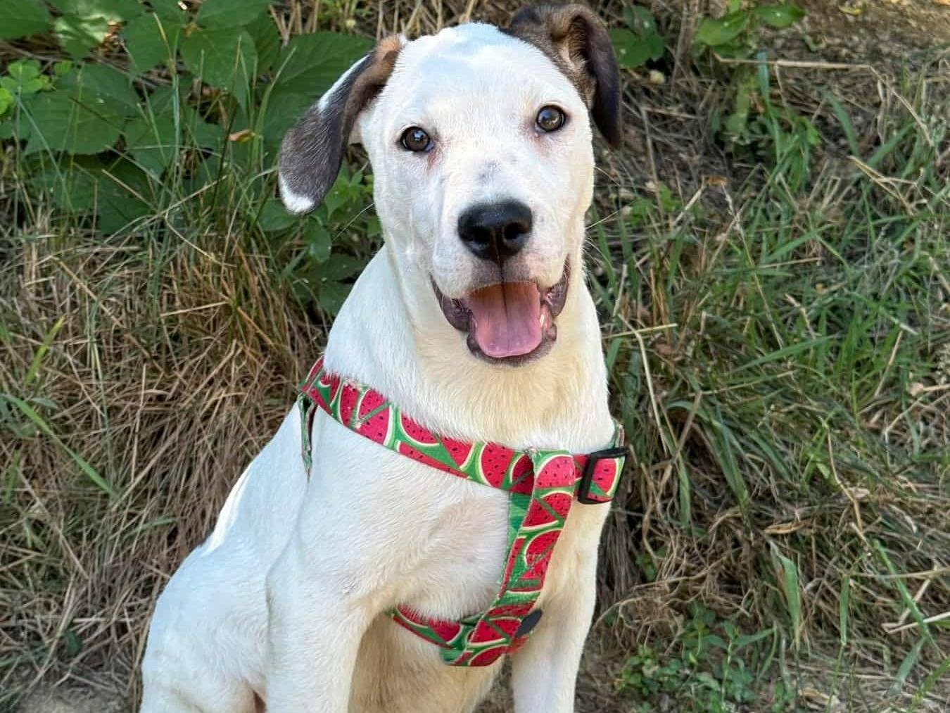 Adotta un cane, taglia grande, femmina, Firenze